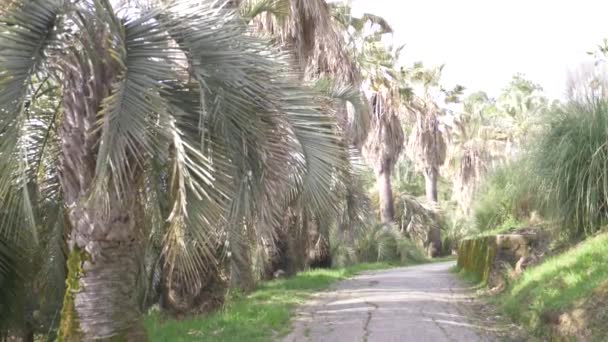 棕榈大道在一个晴朗的天, 4k, 慢动作 — 图库视频影像