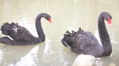 İki siyah kuğular gölde yüzer. Çift siyah kuğu tr. Güzel yaban hayatı kavramı. yakın çekim, 4k, ağır çekim