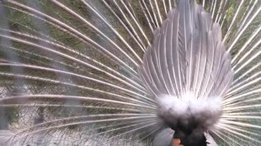 güzel dans eden tavus kuşu. yakın çekim, çitin üzerinden görünümü bir düğün dansı sırasında tavus kuşu kuyruk üzerinde. 4k, yavaş hareket, görünümü arka.
