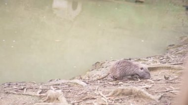 Sevimli vahşi kabarık adatavşanları, nehir sıçan, eğitimin, nehir kıyısında ekmek yiyor. 4k, ağır çekim