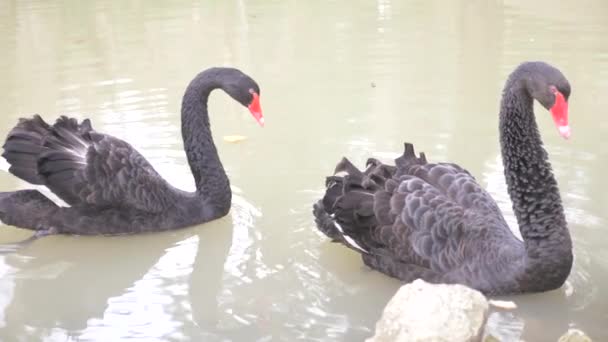 Dvě černé labutě plovoucí v jezeře. Láska pár černých labutí. Koncept krásné přírody. detail, 4k, pomalý pohyb — Stock video