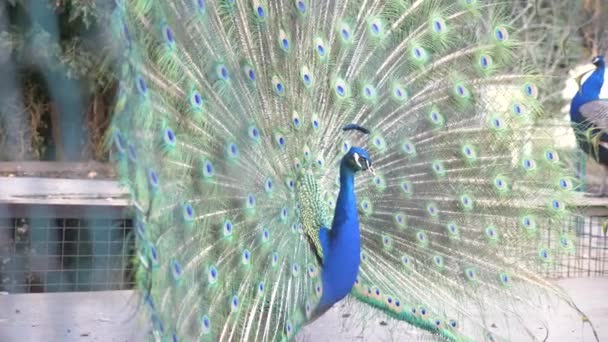 Piękny taniec peacock. zbliżenie, widok przez płot na ogon Paw podczas taniec weselny. 4k, zwolnionym tempie, — Wideo stockowe