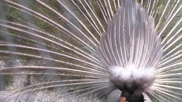 Mooie dansende peacock. Close-up, kijk door het hek op de staart van een Pauw tijdens een bruiloft dans. 4k, slow-motion, achterzijde weergave. — Stockvideo