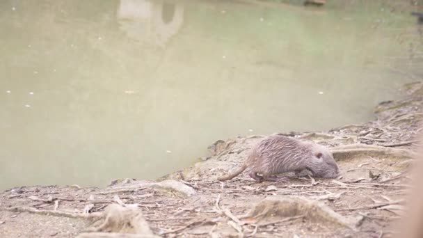 귀여운 야생 무성 한 coypus, 강 쥐, 여성, 강둑에 빵을 먹는다. 4 k, 슬로우 모션 — 비디오