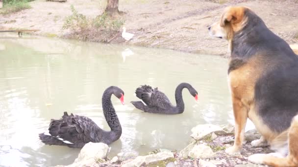 Dos cisnes negros nadan en el lago. un par de cisnes negros protegen su estanque del perro que se sienta en la orilla. la están vigilando de cerca. 4k, cámara lenta — Vídeos de Stock