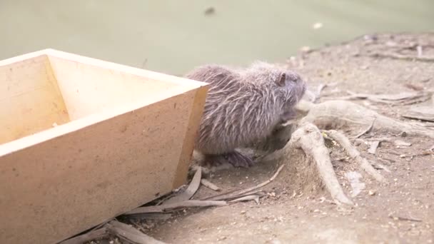 Niedlichen wilden flauschigen Koypus, Flussratte, Nutria, frisst Brot am Ufer des Flusses. 4k, Nahaufnahme, Zeitlupe — Stockvideo