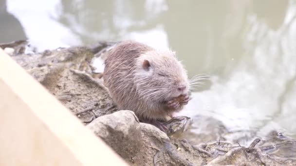 Sevimli vahşi kabarık adatavşanları, nehir sıçan, eğitimin, nehir kıyısında ekmek yiyor. 4 k, yakın çekim, ağır çekim — Stok video