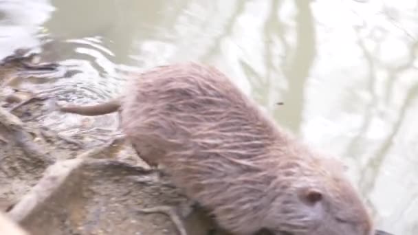 Egy aranyos vad bolyhos coypus folyó patkány, nutria, lebeg a vízben. 4 k, közelkép, lassú mozgás. — Stock videók