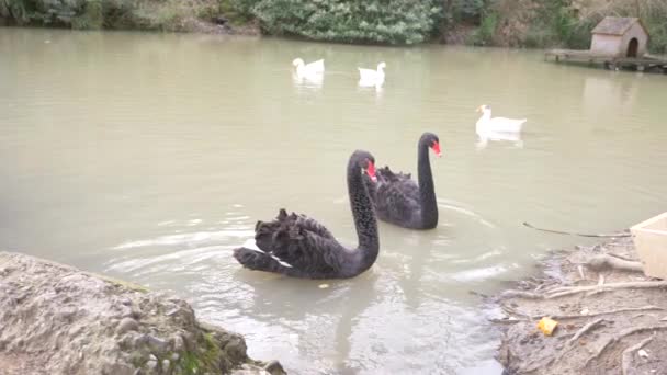 Een kunstmatige vijver met zwarte zwanen en de ganzen, met een huis op het water. 4k, slow-motion — Stockvideo