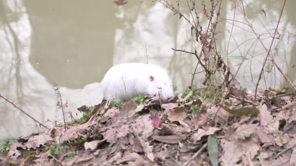 Lindo coypus esponjoso salvaje, rata de río, nutria, come pan en la orilla del río. 4k, primer plano, cámara lenta. coypus blanco — Vídeos de Stock