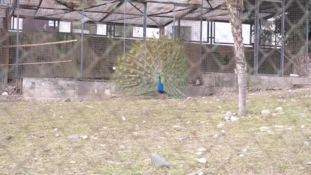 Belo pavão dançante. aviário com pavões na estação de acasalamento pássaros. Os pavões espalham as caudas. vista através da cerca. 4k, câmera lenta . — Vídeo de Stock
