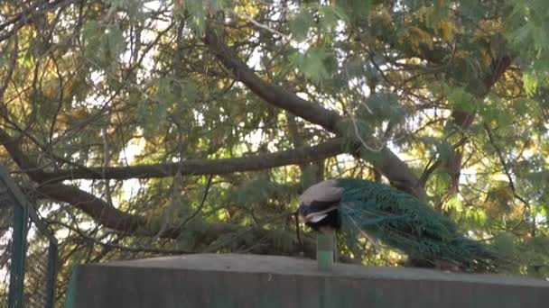 Mooie dansende peacock. volière met pauwen in het seizoen van de paring van vogels. Pauwen verspreiden hun staarten. Kijk door het hek. 4k, slow-motion. — Stockvideo