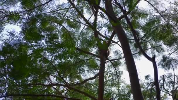 Singe asiatique sur une branche d'arbre, dans une forêt à l'état sauvage. 4k, au ralenti 
