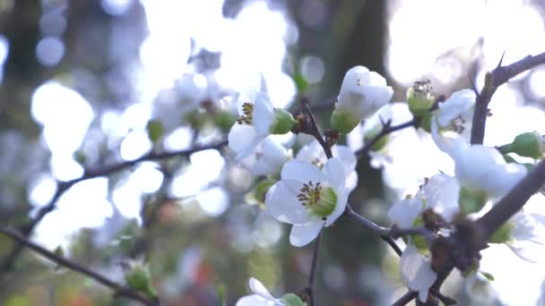 Primer plano de un ciruelo de cerezo. flores y resplandor solar. 4k, cámara lenta — Vídeos de Stock