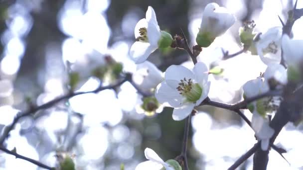 Gros plan d'un cerisier. les fleurs et l'éclat du soleil. 4k, au ralenti 