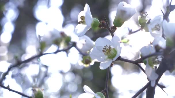 Primer plano de un ciruelo de cerezo. flores y resplandor solar. 4k, cámara lenta — Vídeo de stock