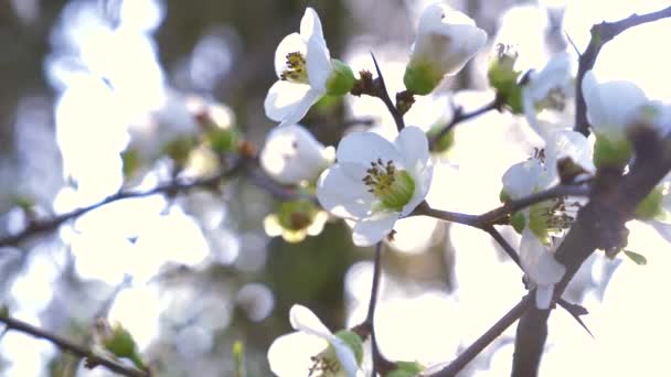 Primer plano de un ciruelo de cerezo. flores y resplandor solar. 4k, cámara lenta — Vídeo de stock