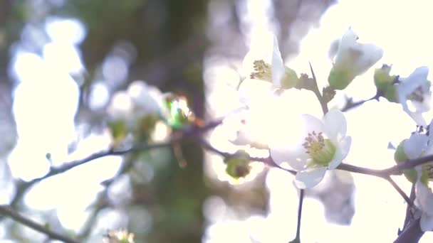 Primo piano di un albero di prugne ciliegio. fiori e bagliore del sole. 4k, rallentatore — Video Stock