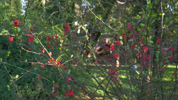 Fleurs de coing japonaises. éblouissement du soleil. 4k, au ralenti — Video