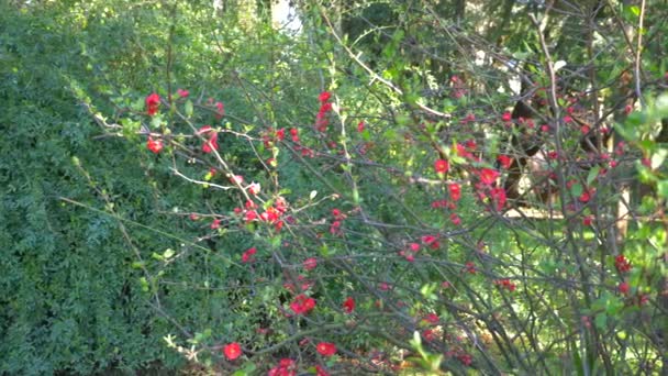 Japanese quince flowers. sun glare. 4k, slow motion — Stock Video