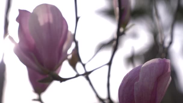 Hermosa flor de magnolia rosa en el viento en el jardín. resplandor solar. 4k, cámara lenta — Vídeos de Stock