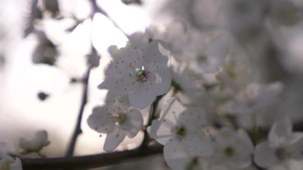 Primo piano di un albero di prugne ciliegio. fiori e bagliore del sole. 4k, rallentatore — Video Stock