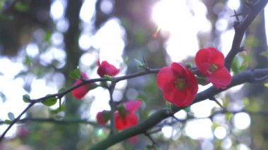 Japonca Ayva çiçek, yakın - kadar. Güneş parlamayı. 4k, ağır çekim