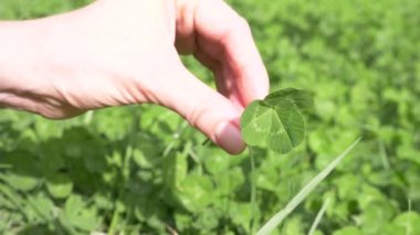 Bir el bir yonca yonca yonca alan arka planı tutar. 4k, ağır çekim