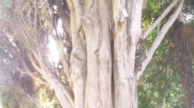 yakın, 4 k, ağır çekim. gövde ve dallar dev herdem yeşil selvi