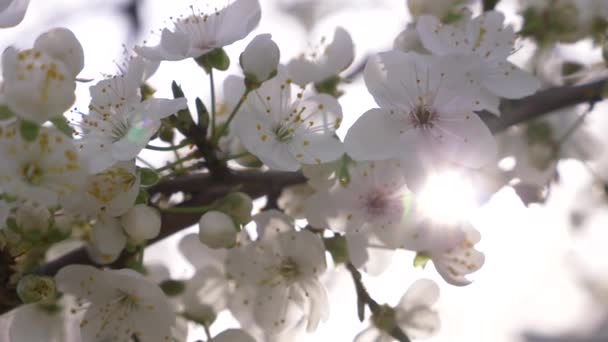 Kiraz eriği ağacının yakın çekim. çiçekler ve güneş parlamayı. 4k, ağır çekim — Stok video