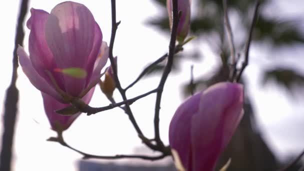 Hermosa flor de magnolia rosa en el viento en el jardín. resplandor solar. 4k, cámara lenta — Vídeos de Stock