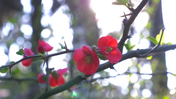 Japanische Quittenblüten, aus nächster Nähe. Sonnenblendung. 4k, Zeitlupe — Stockvideo