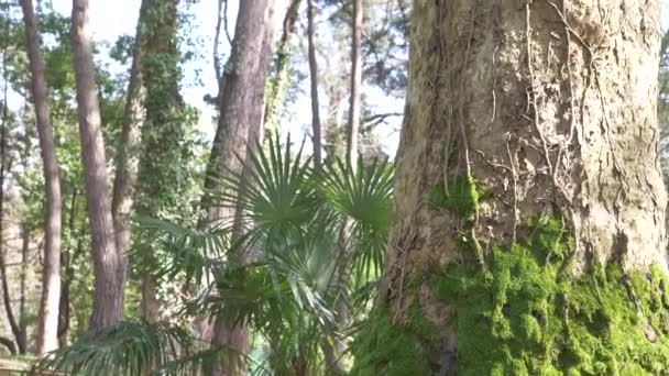 Коріння і стовбур величезного дерева з багатою красивою текстурою, вирощеною зеленим мохом в літньому лісі. 4k, повільний рух — стокове відео