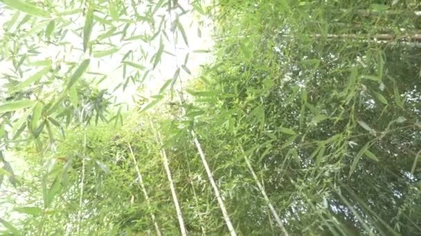 Árboles de bambú en un bosque de bambú. 4k, cámara lenta — Vídeo de stock