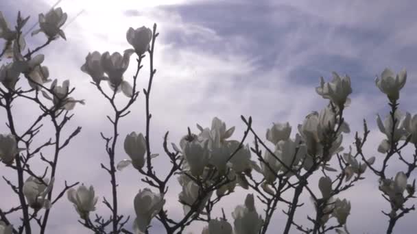 Gyönyörű fehér magnólia virág a kertben a szél. v tükröződést. 4k, lassú mozgás — Stock videók
