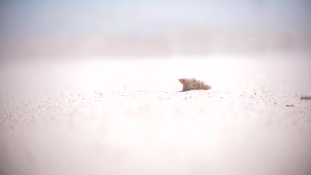 Sanfte Wellen des Meeres an einem Sandstrand. Muschel auf dem Sand aus nächster Nähe. transparentes Wasser und weißer Sand. 4k, Zeitlupe — Stockvideo