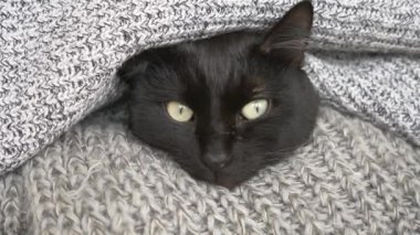 siyah kabarık kedi örme yün şeylerle bir raf üzerinde uyuyor. 4k, ağır çekim