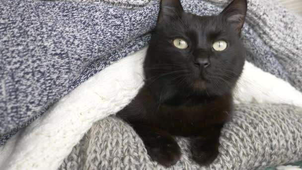 Black fluffy cat sleeping on a shelf with wool knitted things. 4k, slow motion — Stock Video