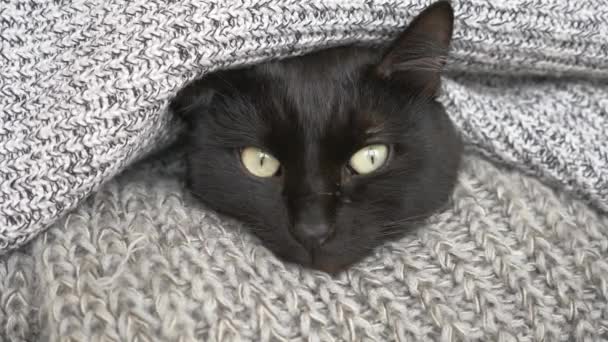 Sort fluffy kat sover på en hylde med uld strikkede ting. 4k, langsom bevægelse – Stock-video