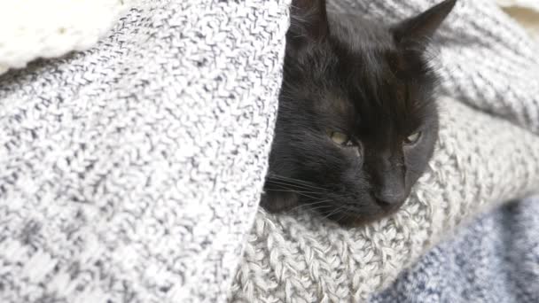 Black fluffy cat sleeping on a shelf with wool knitted things. 4k, slow motion — Stock Video