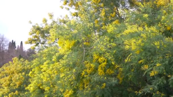 Mimosa Primavera flores fundo da Páscoa. Árvore mimosa florescente contra um céu. 4k, câmera lenta — Vídeo de Stock