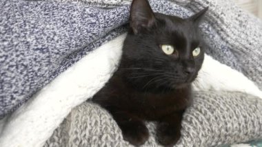 siyah kabarık kedi örme yün şeylerle bir raf üzerinde uyuyor. 4k, ağır çekim