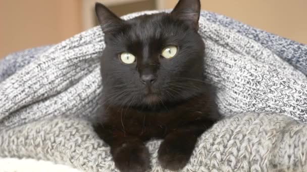 Черный пушистый кот спит на полке с шерстяным трикотажем. 4k, slow motion — стоковое видео