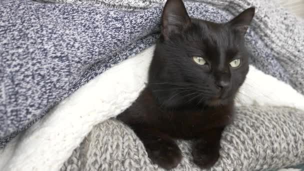 Schwarze flauschige Katze, die auf einem Regal mit Strickwaren aus Wolle schläft. 4k, Zeitlupe — Stockvideo