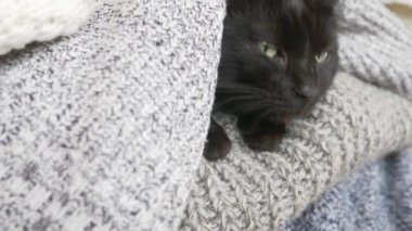 siyah kabarık kedi örme yün şeylerle bir raf üzerinde uyuyor. 4k, ağır çekim
