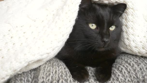 Чорний пухнастий кіт спить на полиці з вовняними в'язаними речами. 4k, повільний рух — стокове відео