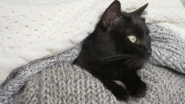 Czarny kot fluffy spanie na półce z wełny dziane rzeczy. 4k, zwolnionym tempie — Wideo stockowe