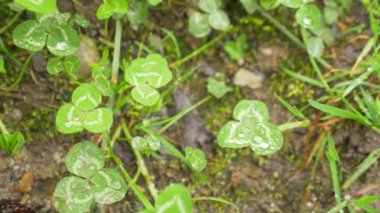 Yonca yapraklarda çiğ. Yakın çekim makro odak. yonca yapraklarda yağmur damlaları. 4k, ağır çekim