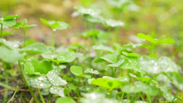 La rugiada sulle foglie del trifoglio. Macro da primo piano con focus. gocce di pioggia sulle foglie del trifoglio. 4k, rallentatore — Video Stock