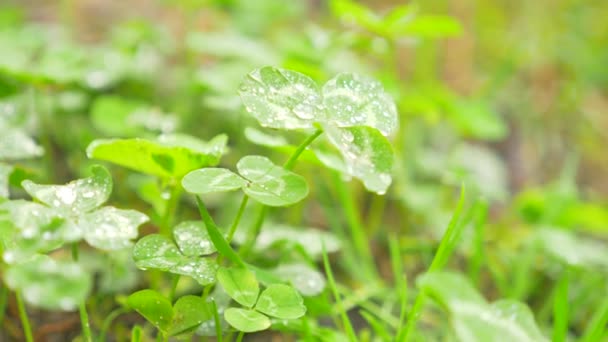 El rocío en las hojas del trébol. macro de primer plano con enfoque. gotas de lluvia sobre las hojas del trébol. 4k, cámara lenta — Vídeo de stock